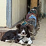 dog, border_collie, black_and_white, lying_down, animal, pet, canine, face, eyes, ears, paws, fur, collar, outdoor, concrete, boots, cowboy_boots, shop, doorway, portrait