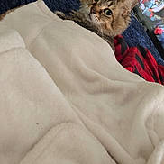 King Joseph joined the competition — help win amazing prizes! cat, tabby, blanket, cozy, indoor, living_room, television, furniture, curious, fur, pet, animal, relaxing, couch, plaid_blanket, home, comfort, soft, mammal, resting