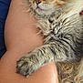 King Joseph joined the competition — help win amazing prizes! cat, tabby, fluffy, paw, leg, human_skin, snuggling, sleepy, feline, pet, relaxed, cozy, fur, closeup, indoor, resting, animal, cute, companion, comfort