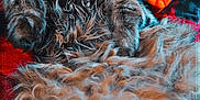 King Joseph is registered to the contest to win money with this photo: cat, fluffy, orange_scrunchie, blanket, red, black, fur, pet, cute, relaxed, indoor, cozy, animal, whiskers, portrait, lying_down, soft, domestic_cat, feline, curious