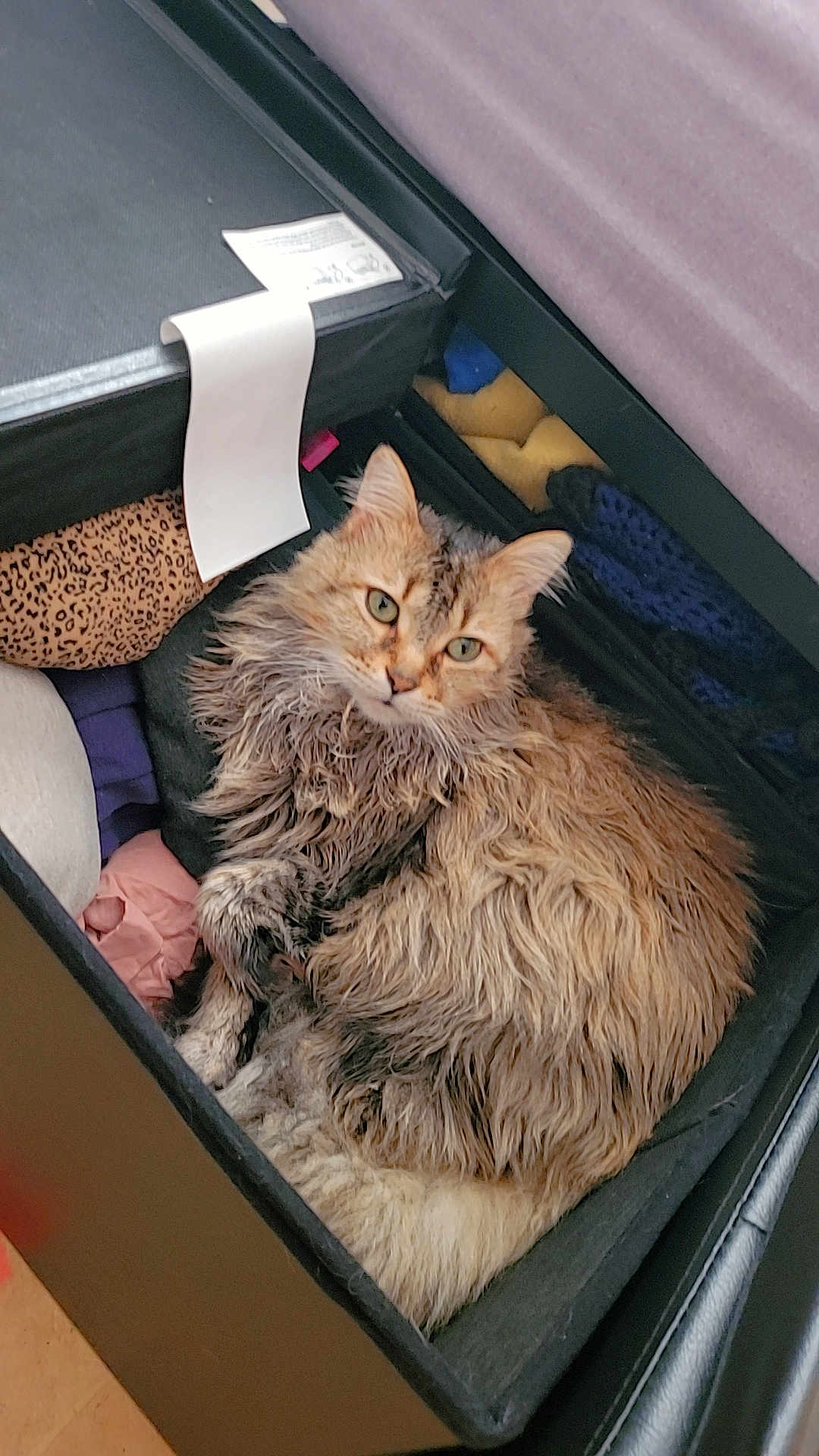 King Joseph is registered to the contest to win money with this photo: cat, furniture, drawer, clothes, fluffy, pet, relaxed, curious, indoor, cozy, fur, animal, domestic, resting, cute, soft, brown, black, fabric, sleeping_spot
