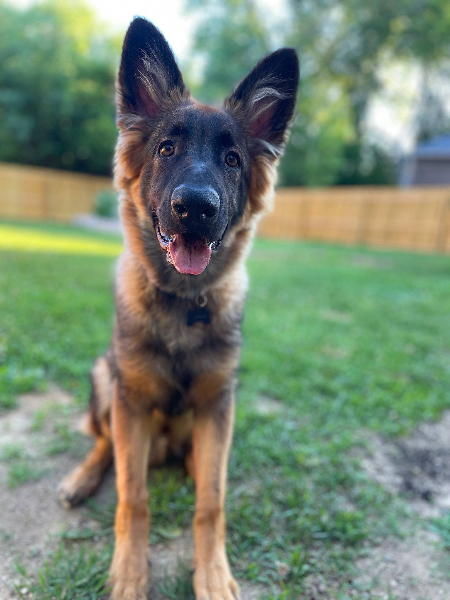 Bentley joined the competition — help win amazing prizes! carnivore, companion_dog, dog, dog_breed, east_european_shepherd, german_shepherd_dog, grass, guard_dog, herding_dog, old_german_shepherd_dog, plant, sky, snout, sporting_group, tree, working_animal, working_dog
