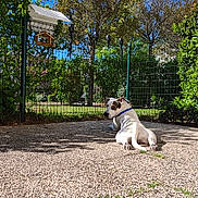 Broos participe au concours pour gagner de l'argent avec cette photo : animal, back_view, birdhouse, blue_sky, collar, daylight, dog, fence, garden, greenery, leisure, nature, outdoor, pavement, pet, relaxed, shade, summer, sunny, trees