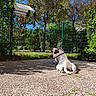 animal, back_view, birdhouse, blue_sky, collar, daylight, dog, fence, garden, greenery, leisure, nature, outdoor, pavement, pet, relaxed, shade, summer, sunny, trees