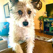 Radar joined the competition — help win amazing prizes! animal, brown, canine, couch, curious, decor, dog, ears, eyes, fur, furniture, home, indoor, living_room, pet, plant, portrait, scruffy, wall_clock, wood_floor