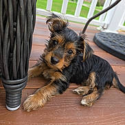 Sprinkles is registered to the contest to win money with this photo: puppy, dog, pet, outdoor, wooden_deck, wicker_chair, curious, brown_fur, black_fur, ear_flipped, closeup, young_dog, resting, railing, green_grass, daylight, animal, cute, small_dog, playful