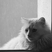 Chouquette participe au concours pour gagner de l'argent avec cette photo : cat, fluffy, windowsill, black_and_white, fur, portrait, animal, pet, indoor, calm, soft_light, side_view, whiskers, window, relaxed, looking_outside, closeup, feline, quiet, domestic