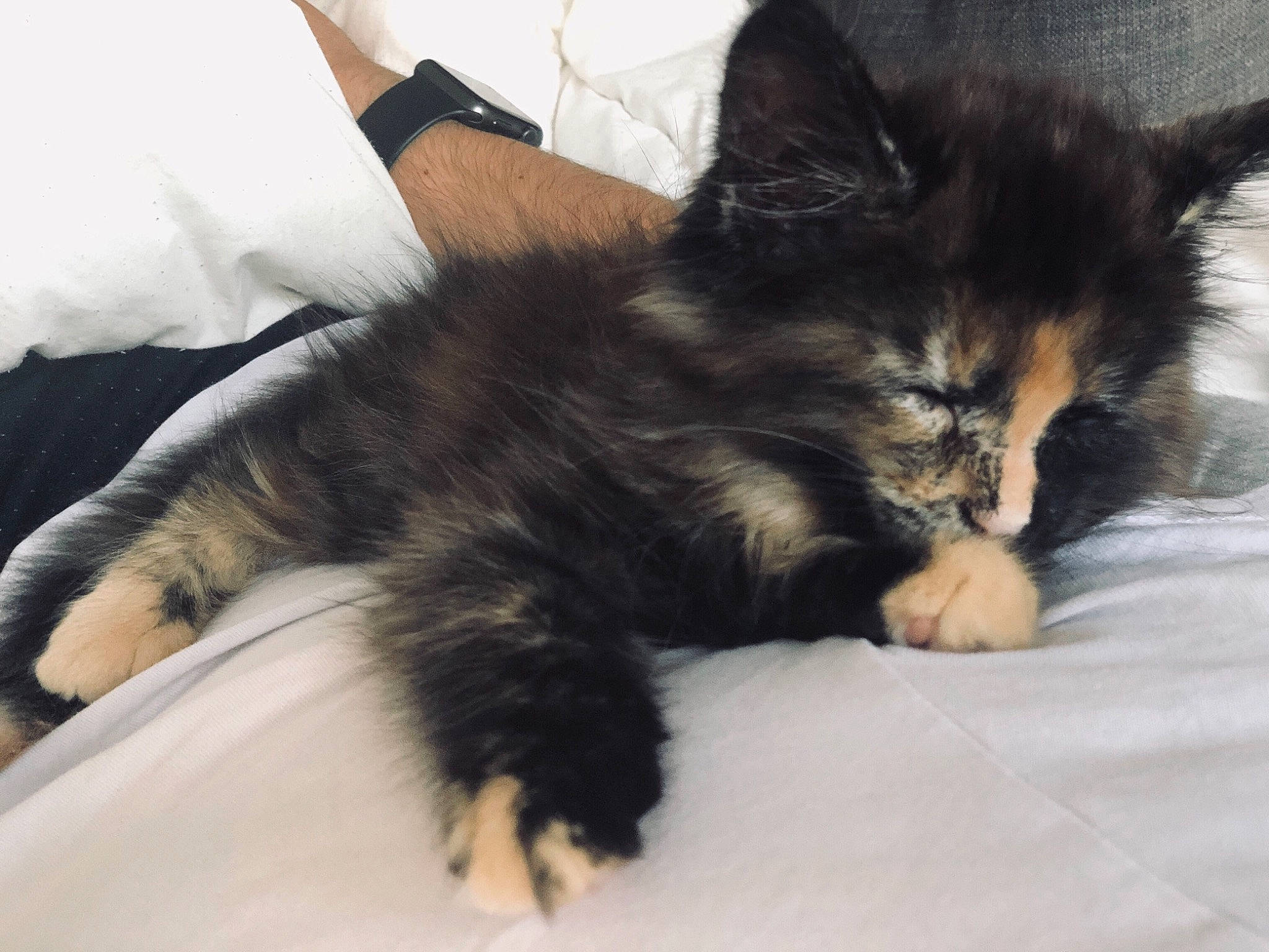 Poussière participe au concours pour gagner de l'argent avec cette photo : bed, carnivore, cat, claw, domestic_long_haired_cat, ear, eye, felidae, fur, kitten, maine_coon, mammal, nap, norwegian_forest_cat, skin, sky, sleep, small_to_medium_sized_cats, tail, whiskers