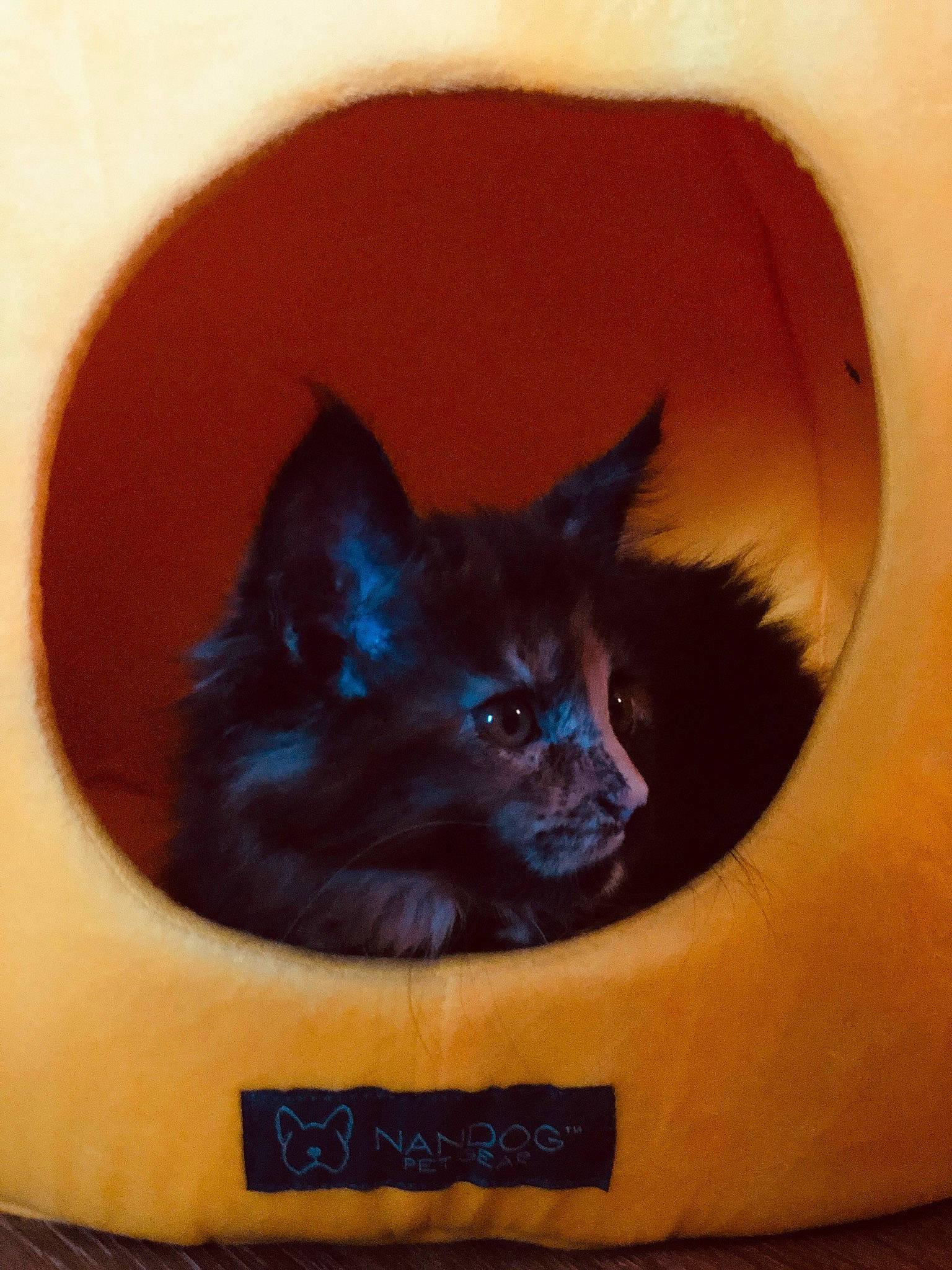 Poussière a rejoint le concours — aidez-le/la à gagner de superbes lots ! black_cat, carnivore, cat, eye, fawn, felidae, iris, kitten, small_to_medium_sized_cats, whiskers