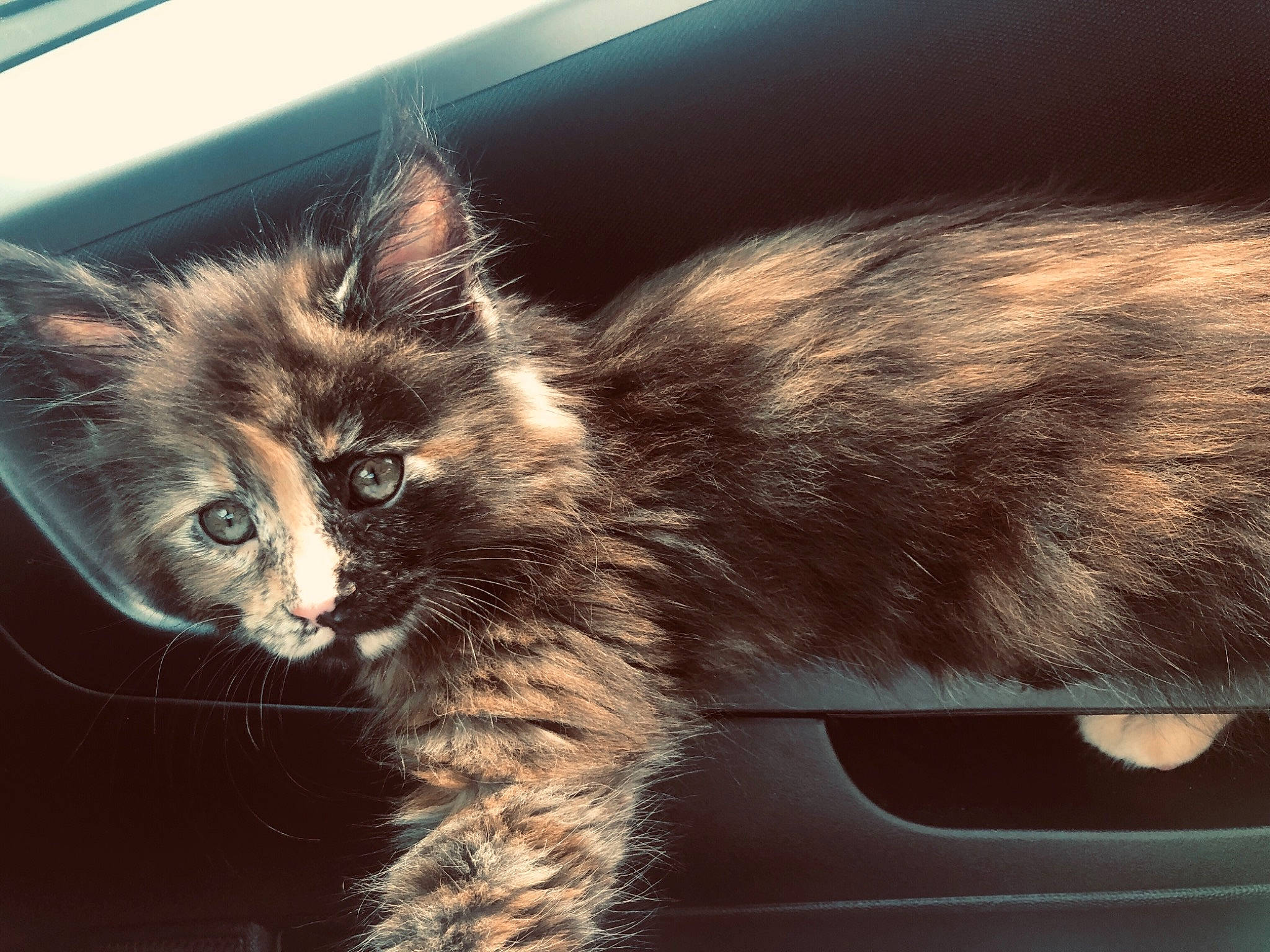 Poussière participe au concours pour gagner de l'argent avec cette photo : asian, carnivore, cat, domestic_long_haired_cat, domestic_short_haired_cat, ear, european_shorthair, eye, fawn, felidae, fur, kitten, maine_coon, mammal, polydactyl_cat, small_to_medium_sized_cats, snout, tabby_cat, whiskers