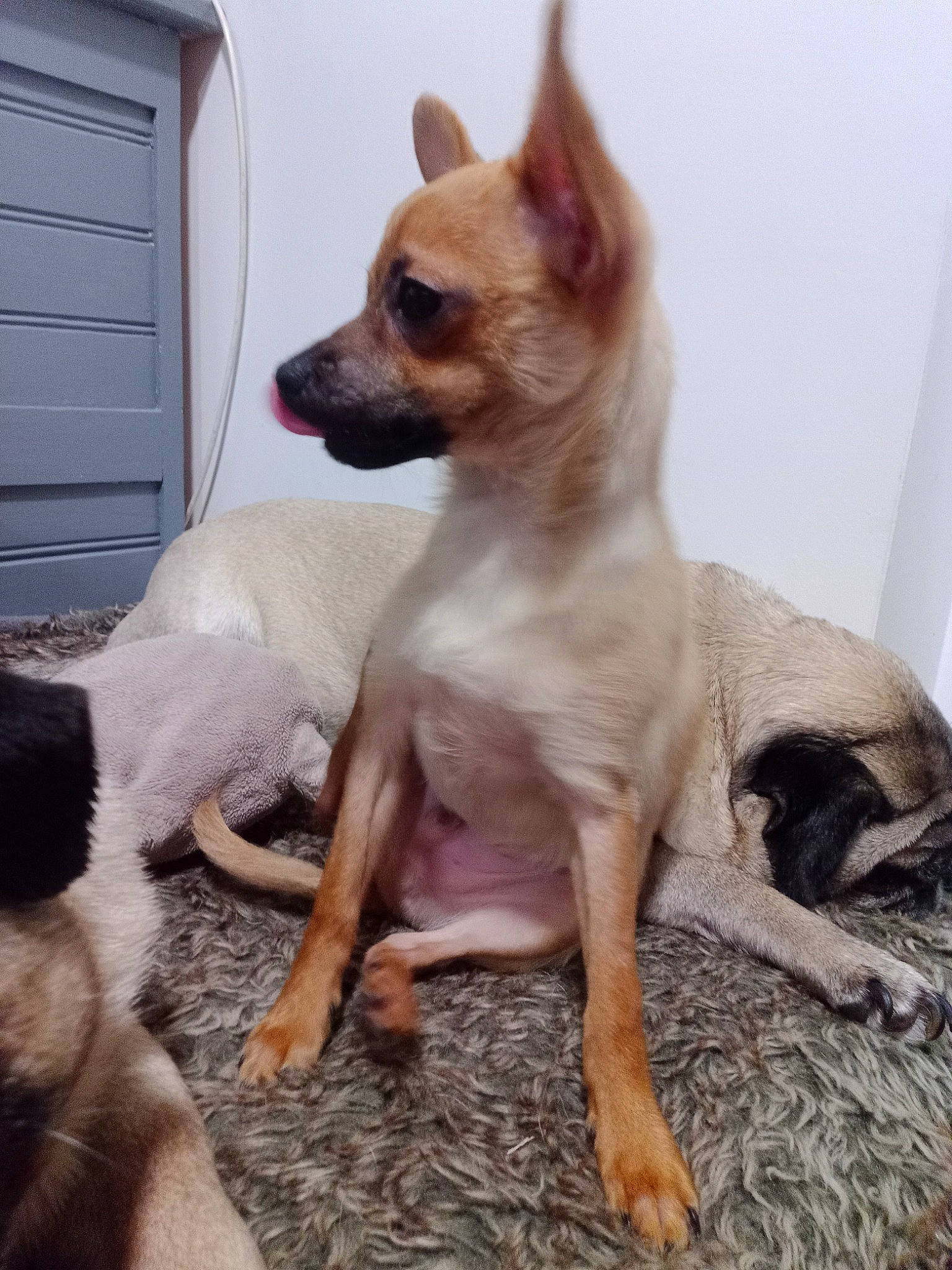 Tyson a rejoint le concours — aidez-le/la à gagner de superbes lots ! canidae, carnivore, chihuahua, collar, companion_dog, dog, dog_breed, dog_supply, door, ear, fawn, fur, liver, snout, sporting_group, tail, terrestrial_animal, toy_dog, whiskers, working_animal