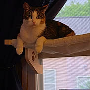 Pixie is registered to the contest to win money with this photo: animal, cat, cozy, curtain, domestic, feline, house, indoor, looking, perch, pet, quiet, relaxed, resting, screen, sunlight, tabby, white_paws, window, wood