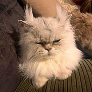 Hermès a rejoint le concours — aidez-le/la à gagner de superbes lots ! animal, blanket, cat, closeup, cozy, cushion, cute, ears, feline, fluffy, fur, home, indoor, pet, pillow, portrait, relaxed, resting, whiskers, white