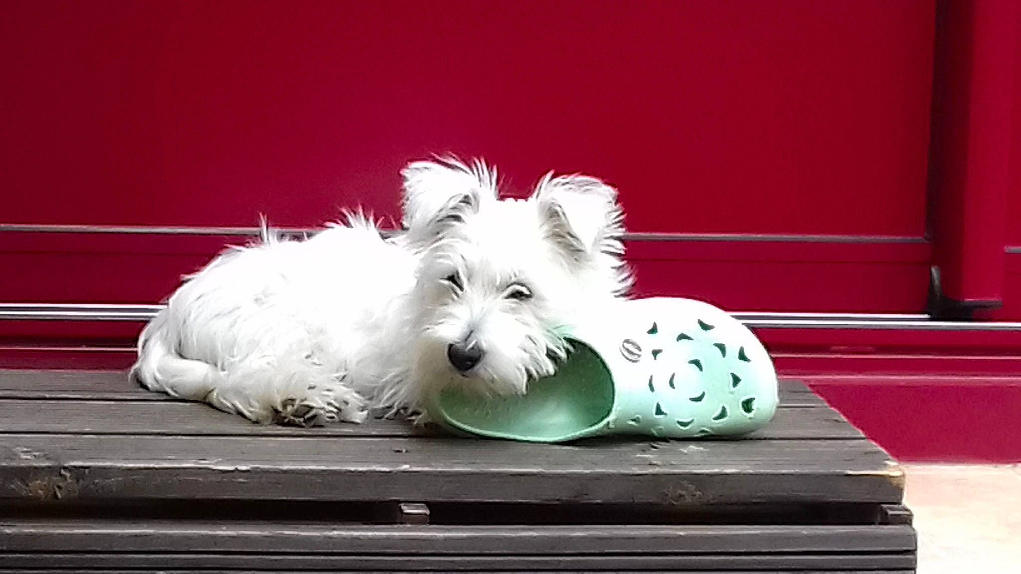 Nessie participe au concours pour gagner de l'argent avec cette photo : canidae, carnivore, companion_dog, dog, dog_breed, mammal, puppy, rare_breed_dog, sealyham_terrier, small_terrier, sporting_lucas_terrier, terrier, vertebrate, west_highland_white_terrier