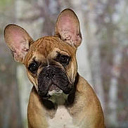 Obby a rejoint le concours — aidez-le/la à gagner de superbes lots ! australian_bulldog, bulldog, carnivoran, companion_dog, dog, dog_breed, dog_breed_group, dog_like_mammal, fawn, french_bulldog, non_sporting_group, old_english_bulldog, olde_english_bulldogge, snout, toy_bulldog, valley_bulldog