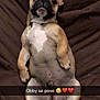 Obby participe au concours pour gagner de l'argent avec cette photo : bulldog, carnivoran, dog, dog_breed, dog_breed_group, dog_like_mammal, fawn, french_bulldog, non_sporting_group, pug, puppy, snout, toy_bulldog