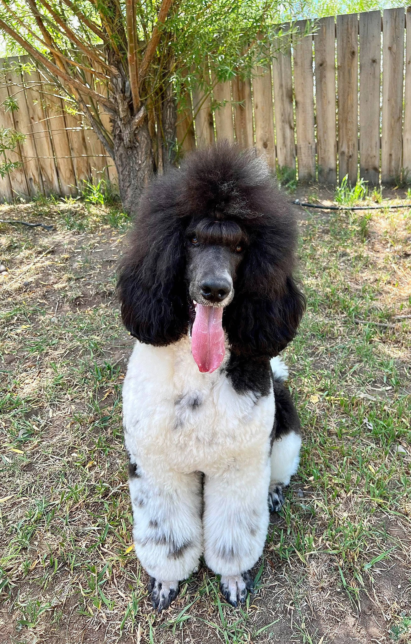 Nakoah is registered to the contest to win money with this photo: canidae, carnivore, companion_dog, dog, dog_breed, dog_supply, fence, foot, fur, grass, liver, plant, poodle, snout, sporting_group, tail, terrestrial_animal, tree, water_dog, working_animal