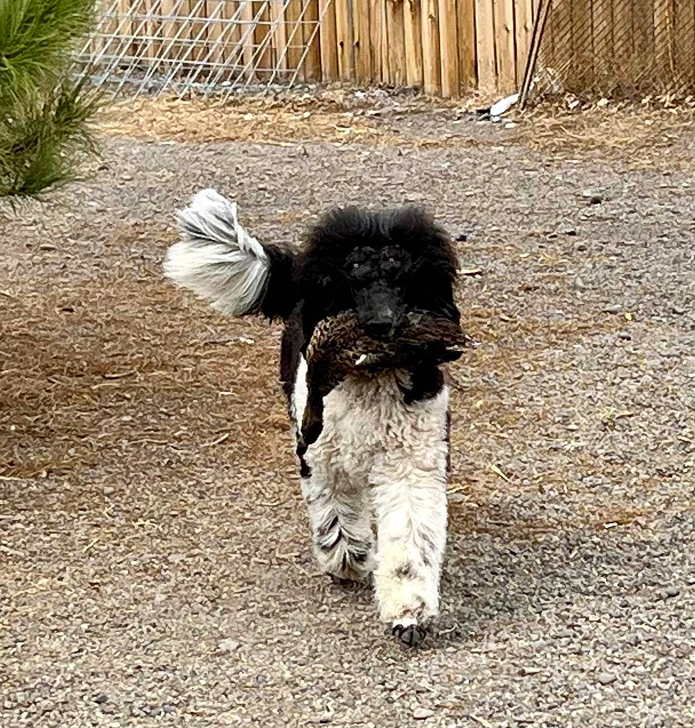 Nakoah joined the competition — help win amazing prizes! canidae, carnivore, companion_dog, dog, dog_breed, dog_supply, fence, fur, grass, plant, shade, shadow, small_terrier, snout, soil, sporting_group, tail, terrier, toy_dog, water_dog