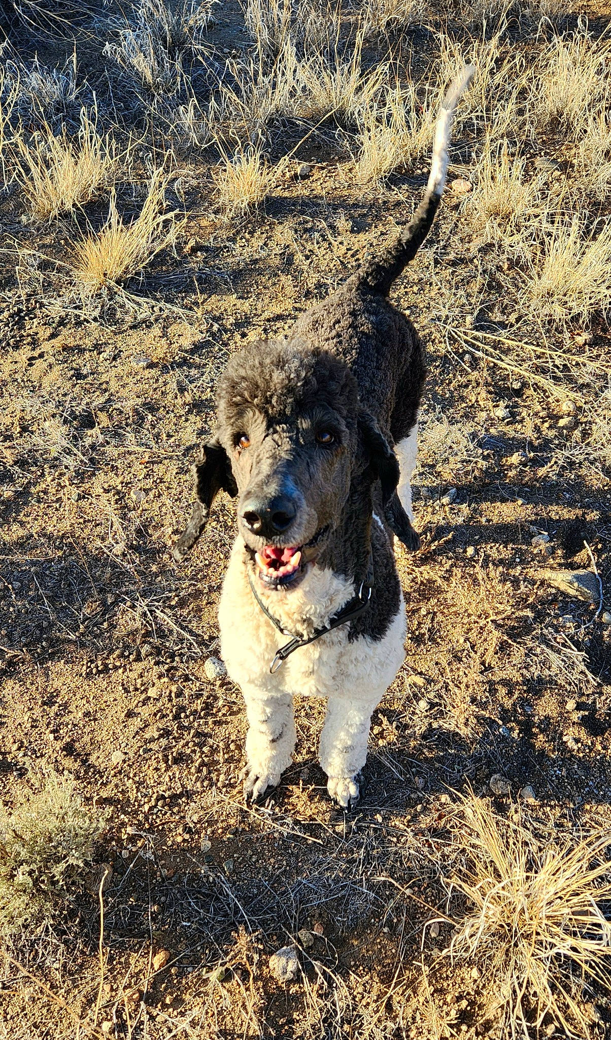Nakoah is registered to the contest to win money with this photo: canidae, carnivore, companion_dog, dog, dog_breed, dog_collar, fur, grass, grassland, leash, livestock_guardian_dog, people_in_nature, plant, retriever, shadow, soil, sporting_group, tail, terrier, working_dog