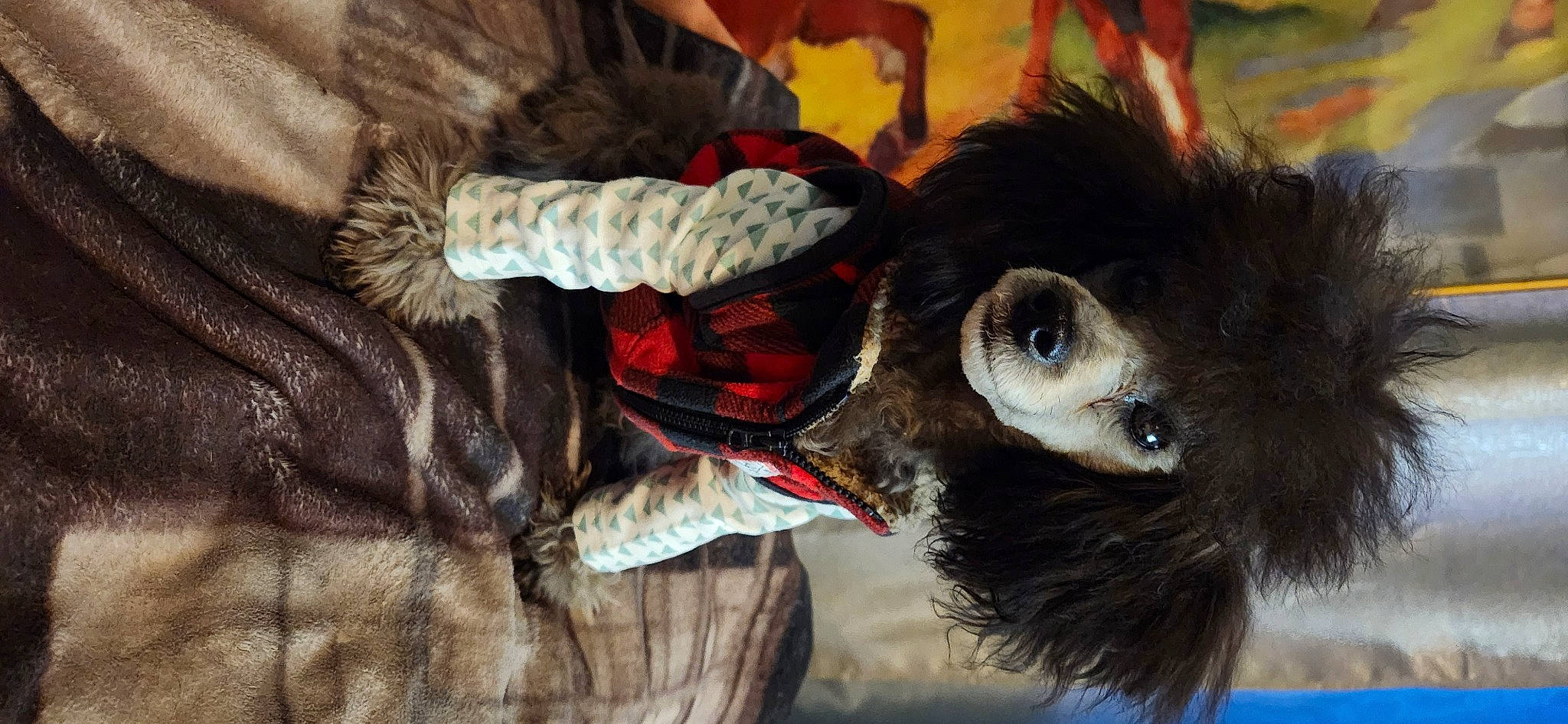 Machree joined the competition — help win amazing prizes! art, beak, carmine, carnivore, companion_dog, dog_breed, dog_clothes, dress, feather, felidae, fur, owl, stuffed_toy, sunglasses, tail, toy, tree, whiskers, wing, working_animal