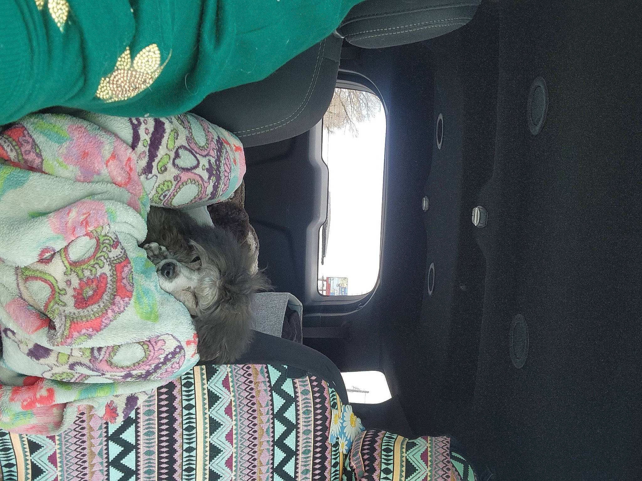 Machree joined the competition — help win amazing prizes! automotive_lighting, automotive_tire, carnivore, cat, chair, comfort, felidae, fur, house, linens, pattern, plant, room, sleeve, small_to_medium_sized_cats, tree, vehicle_door, visual_arts, whiskers, window