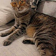 Jax is registered to the contest to win money with this photo: cat, tabby, couch, headband, glasses, fur, pet, animal, relaxing, indoor, striped, whiskers, curly_hair, accessory, fashion, funny, cozy, domestic, laid_back, cute