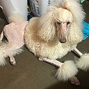 Jingles is registered to the contest to win money with this photo: dog, poodle, white_poodle, pet, fluffy, groomed, pom_poms, laundry_basket, laundry, indoor, concrete_floor, fur, paws, nose, eyes, sitting, hair_topknot, household, cute, portrait