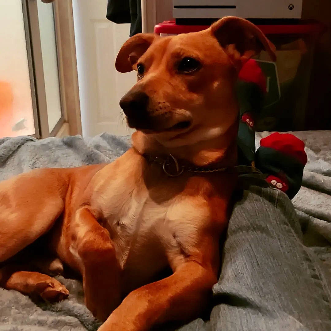 Benny joined the competition — help win amazing prizes! canidae, carnivore, chest, collar, comfort, companion_dog, dog, dog_breed, dog_collar, dog_supply, ear, fawn, fur, guard_dog, head, liver, snout, sporting_group, whiskers, working_animal