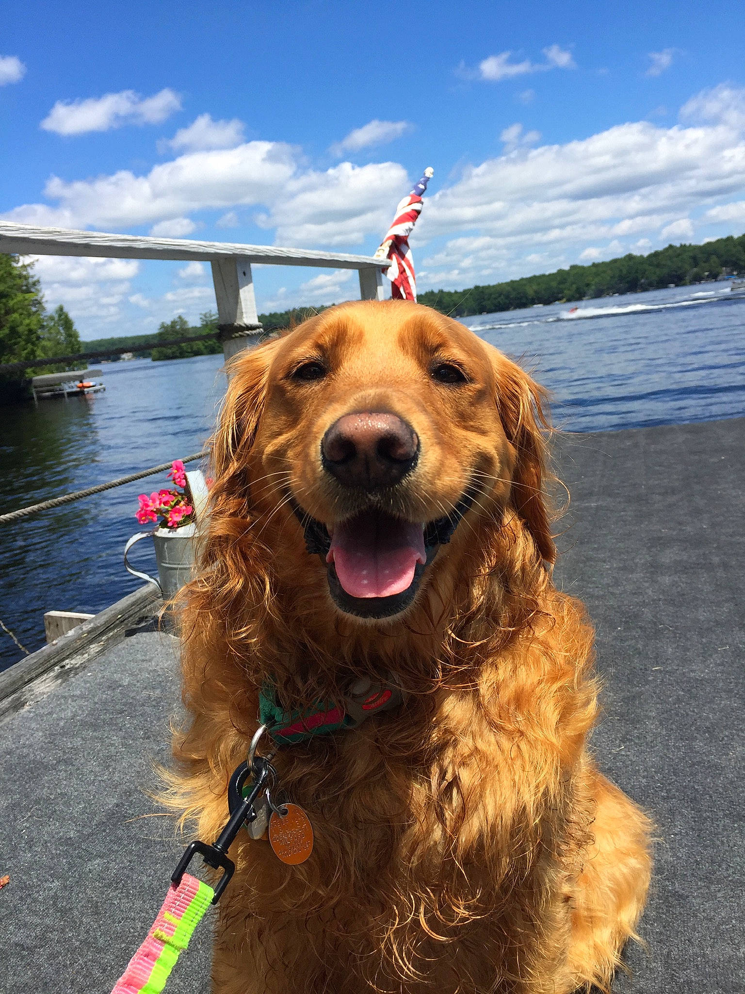 Ellie joined the competition — help win amazing prizes! canidae, carnivore, cocker_spaniel, companion_dog, dog, dog_breed, dog_walking, english_cocker_spaniel, fawn, golden_retriever, leash, mammal, retriever, snout, spaniel, sporting_group, vertebrate