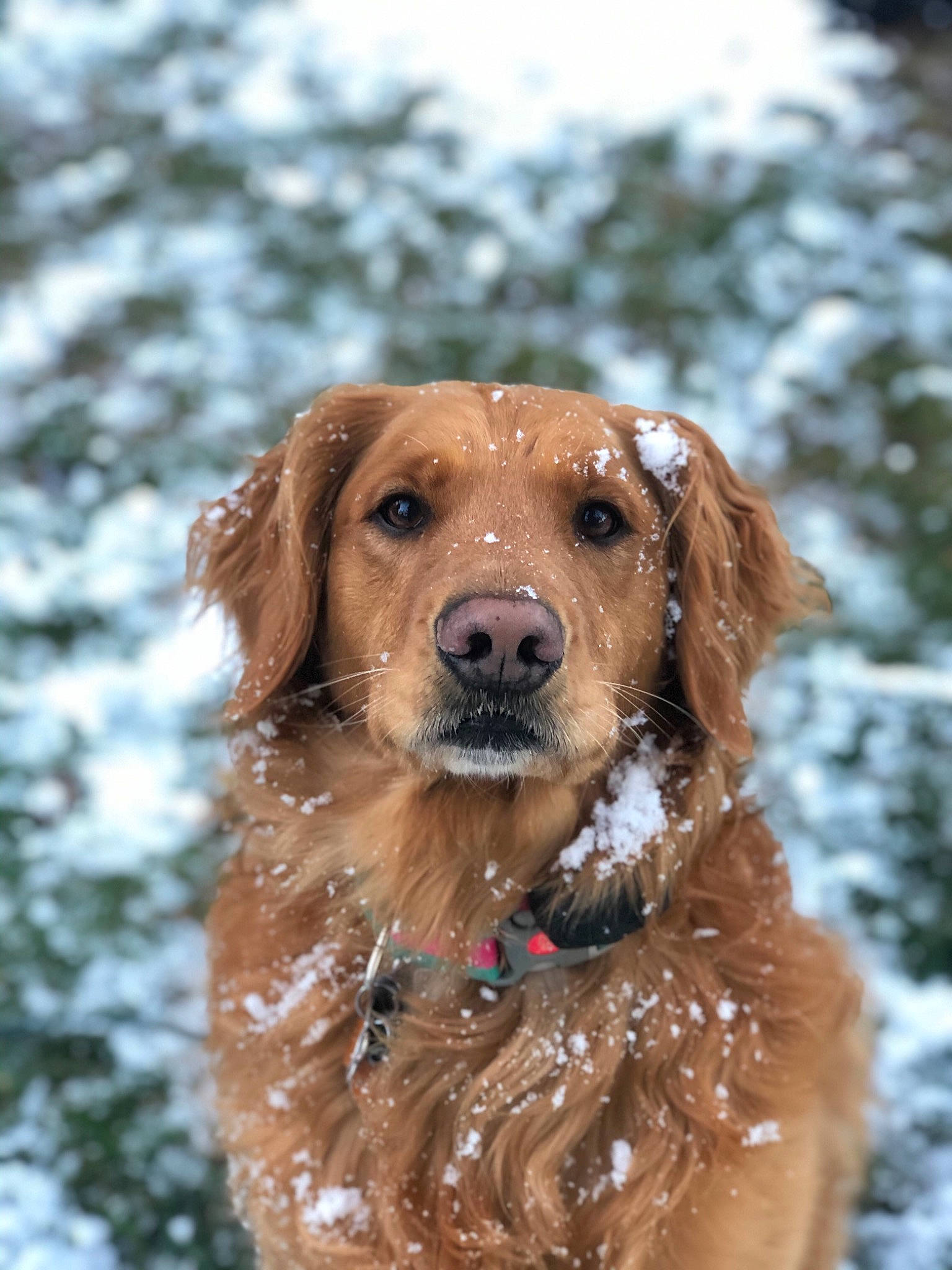 Ellie is registered to the contest to win money with this photo: canidae, carnivore, companion_dog, dog, dog_breed, golden_retriever, hovawart, mammal, nova_scotia_duck_tolling_retriever, rare_breed_dog, retriever, snout, snow, sporting_group, styrian_coarse_haired_hound, vertebrate, whiskers, winter