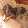 dog, hound, speckled_coat, black_and_tan, pet, animal, lying_down, lounging, armchair, chair, indoor, living_room, furniture, wooden_cabinet, blanket, portrait, long_ears, paws, brown_coat, relaxed