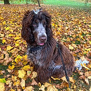 Ron is registered to the contest to win money with this photo: animal, autumn, brown, canine, dog, fall, fur, grass, leaf_litter, leash, leaves, nature, outdoor, park, pet, playful, seasonal, sitting, tree, white