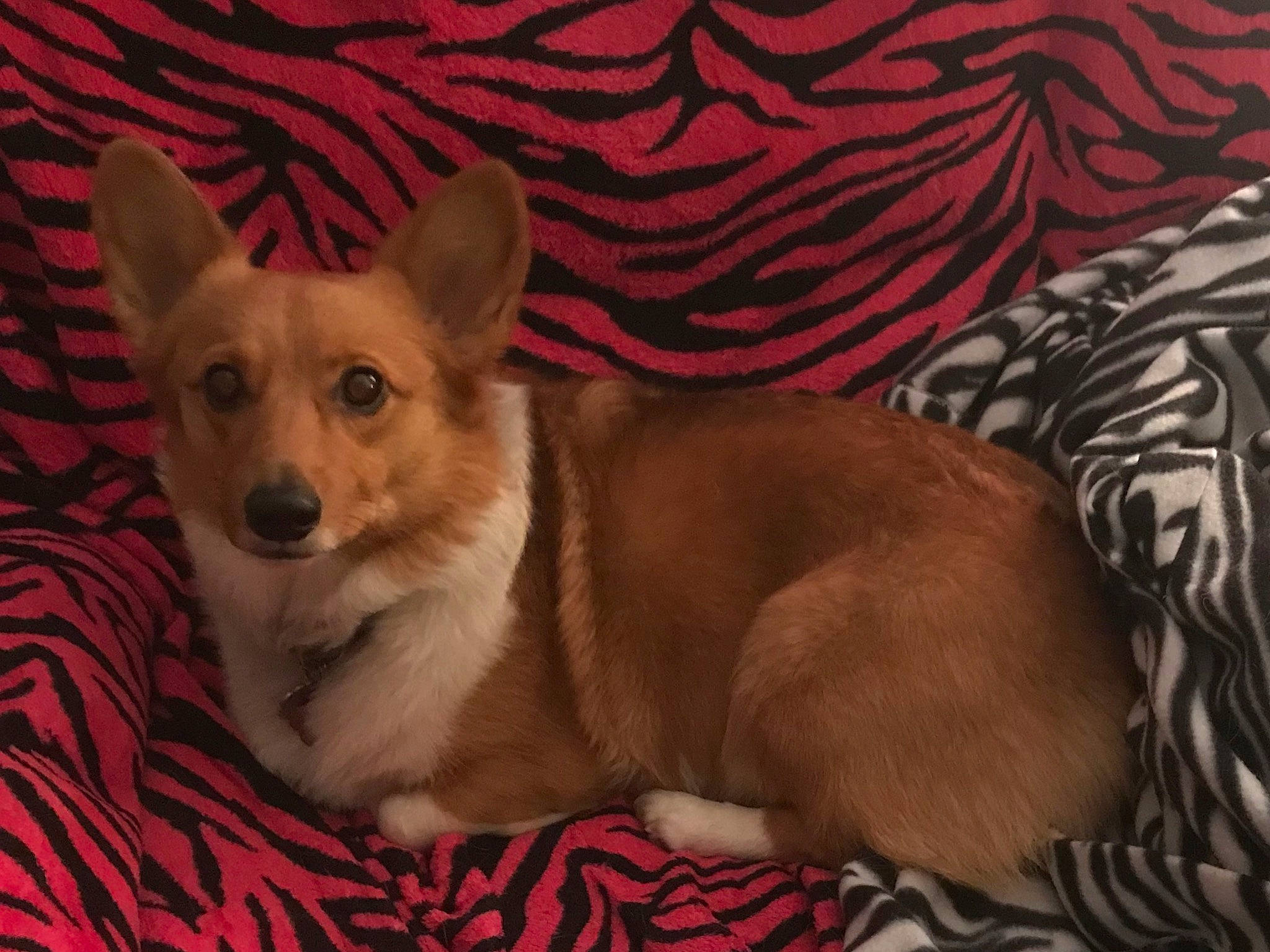 Nina joined the competition — help win amazing prizes! ancient_dog_breeds, canidae, carnivore, comfort, companion_dog, dog, dog_breed, dog_supply, fawn, fur, linens, non_sporting_group, paw, snout, sporting_group, tail, terrestrial_animal, toy_dog, whiskers, working_animal