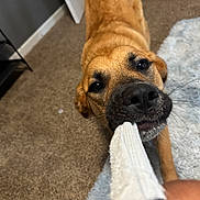 Lola Bean is registered to the contest to win money with this photo: dog, playing, rope_toy, indoor, carpet, rug, brown_dog, pet, animal, close_up, chewing, fun, cute, snout, paw, whiskers, floor, home, friendly, canine