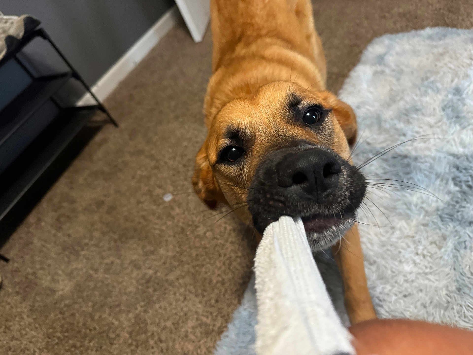 Lola Bean is registered to the contest to win money with this photo: dog, playing, rope_toy, indoor, carpet, rug, brown_dog, pet, animal, close_up, chewing, fun, cute, snout, paw, whiskers, floor, home, friendly, canine