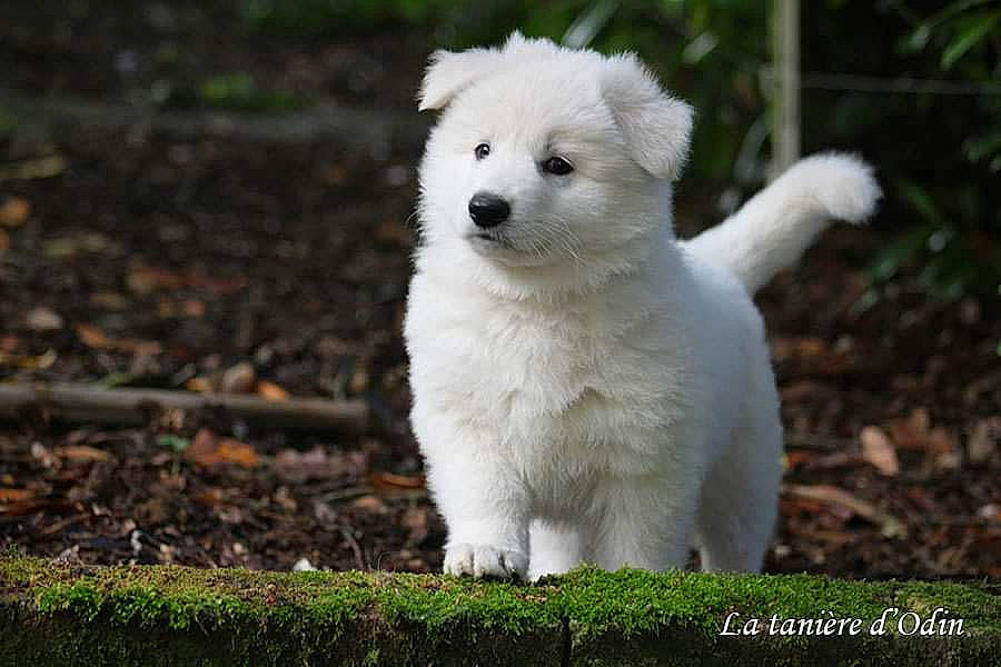 V'Laya participe au concours pour gagner de l'argent avec cette photo : ancient_dog_breeds, canidae, carnivore, companion_dog, dog, dog_breed, fur, grass, non_sporting_group, plant, samoyed, snout, soil, sporting_group, terrestrial_animal, tree, whiskers, wildlife, working_animal, working_dog