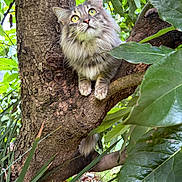 Daisy is registered to the contest to win money with this photo: cat, tree, branch, green_leaves, outdoor, nature, animal, fur, whiskers, eyes, curious, mammal, pet, forest, wildlife, daylight, closeup, feline, plant, bark