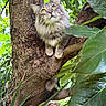 cat, tree, branch, green_leaves, outdoor, nature, animal, fur, whiskers, eyes, curious, mammal, pet, forest, wildlife, daylight, closeup, feline, plant, bark