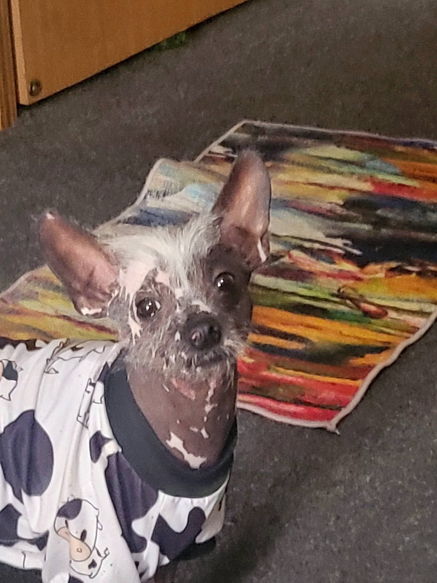 Billy joined the competition — help win amazing prizes! animal, bulldog, canine, chihuahua, clothing, cushion, dog, face, frenchbulldog, head, homedecor, person, pet, photography, plant, portrait, pottedplant, puppy, t_shirt, terrier