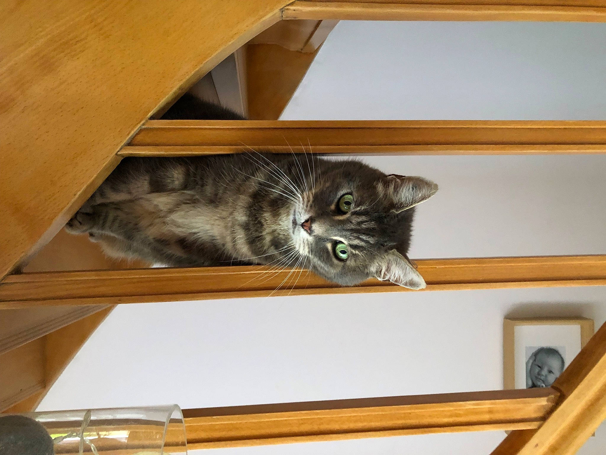 Ravel participe au concours pour gagner de l'argent avec cette photo : carnivore, cat, cat_supply, ceiling, domestic_short_haired_cat, felidae, fur, hardwood, plywood, room, shelf, shelving, small_to_medium_sized_cats, tail, vertebrate, whiskers, wood, wood_stain