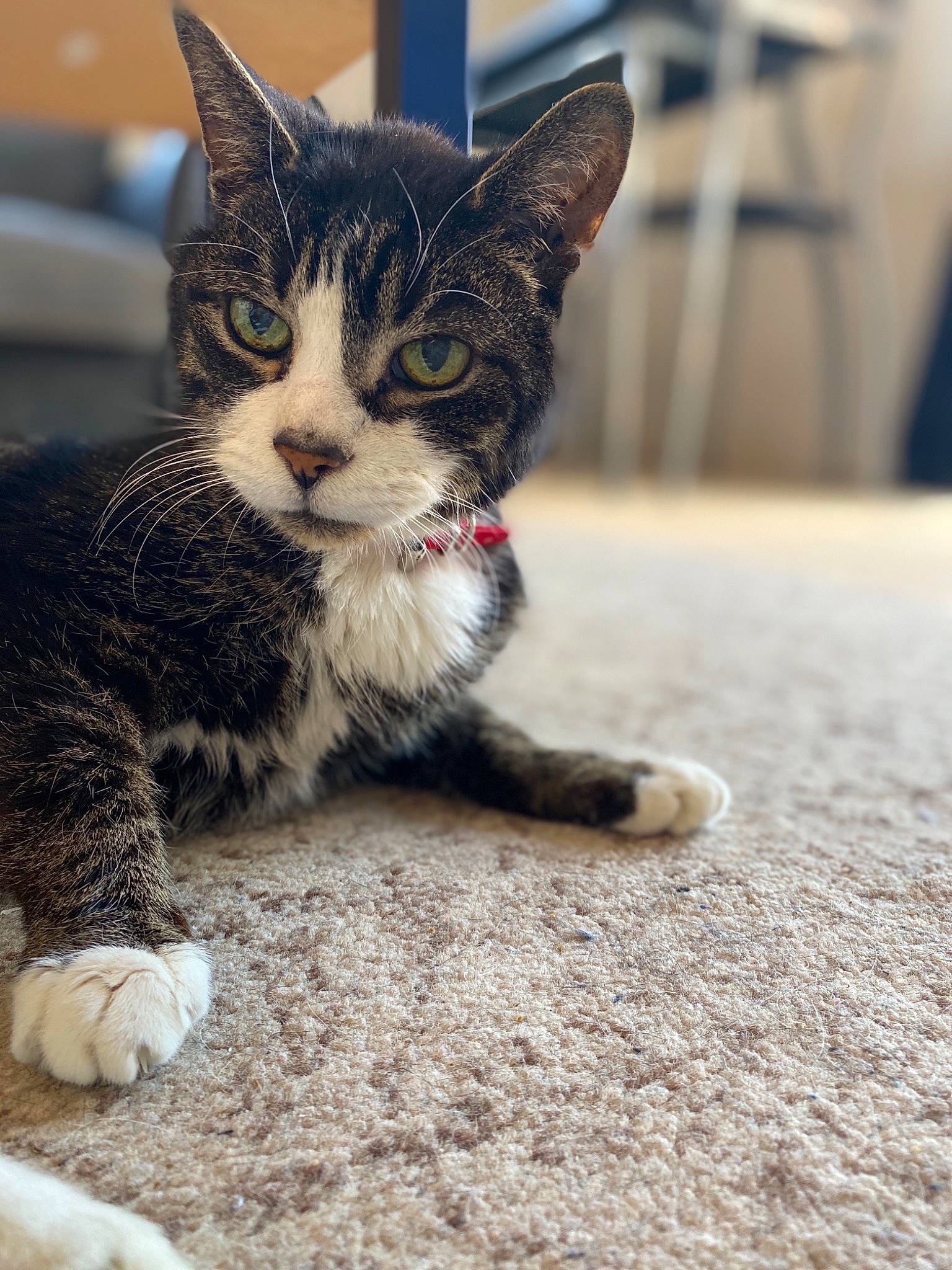 Josh is registered to the contest to win money with this photo: aegean_cat, american_shorthair, american_wirehair, asian, carnivore, cat, claw, domestic_short_haired_cat, dragon_li, european_shorthair, felidae, fur, kitten, mammal, paw, polydactyl_cat, small_to_medium_sized_cats, snout, tabby_cat, whiskers