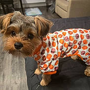 Prince is registered to the contest to win money with this photo: animal, black_nose, brown, clothing, costume, curious, cute, dog, ears, flooring, fur, furniture, indoor, mammal, outfit, pet, pumpkin_pattern, puppy, small_dog, tail