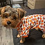 animal, black_nose, brown, clothing, costume, curious, cute, dog, ears, flooring, fur, furniture, indoor, mammal, outfit, pet, pumpkin_pattern, puppy, small_dog, tail