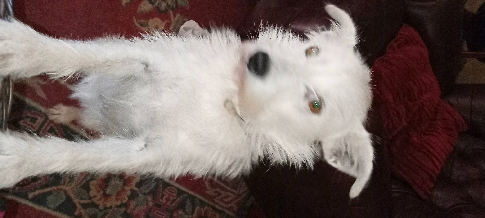 Pebbles is registered to the contest to win money with this photo: carnivore, cat, claw, ear, eye, fawn, felidae, fur, paw, small_to_medium_sized_cats, snout, terrestrial_animal, whiskers