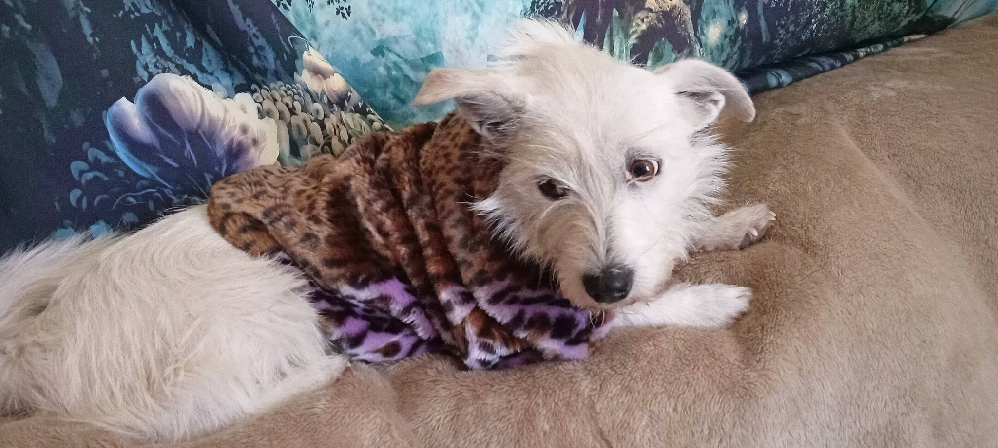 Pebbles is registered to the contest to win money with this photo: canidae, carnivore, companion_dog, dog, dog_breed, fawn, fur, non_sporting_group, small_terrier, snout, sporting_group, terrestrial_animal, terrier, toy_dog, working_animal