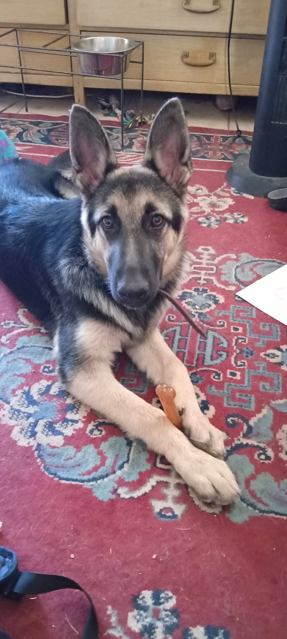 Abby joined the competition — help win amazing prizes! canidae, canis, carnivore, companion_dog, dog, dog_breed, east_european_shepherd, fawn, flooring, fur, german_shepherd_dog, herding_dog, king_shepherd, old_german_shepherd_dog, paw, snout, sporting_group, terrestrial_animal, whiskers, working_dog