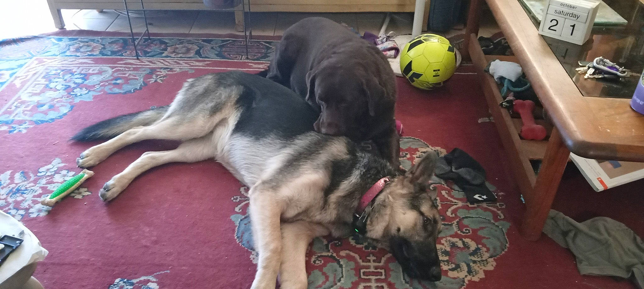 Abby is registered to the contest to win money with this photo: ball, carnivore, comfort, companion_dog, dog, dog_breed, dog_supply, fawn, flooring, foot, fur, helmet, personal_protective_equipment, pet_supply, sporting_group, sports_equipment, tail, terrestrial_animal, working_animal, working_dog