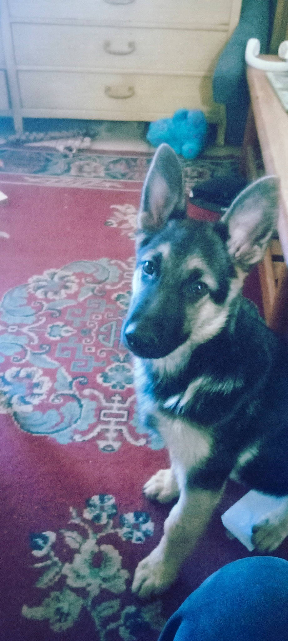 Abby joined the competition — help win amazing prizes! carnivore, carpet, companion_dog, dog, dog_breed, east_european_shepherd, electric_blue, flooring, fur, german_shepherd_dog, herding_dog, king_shepherd, snout, working_animal, working_dog