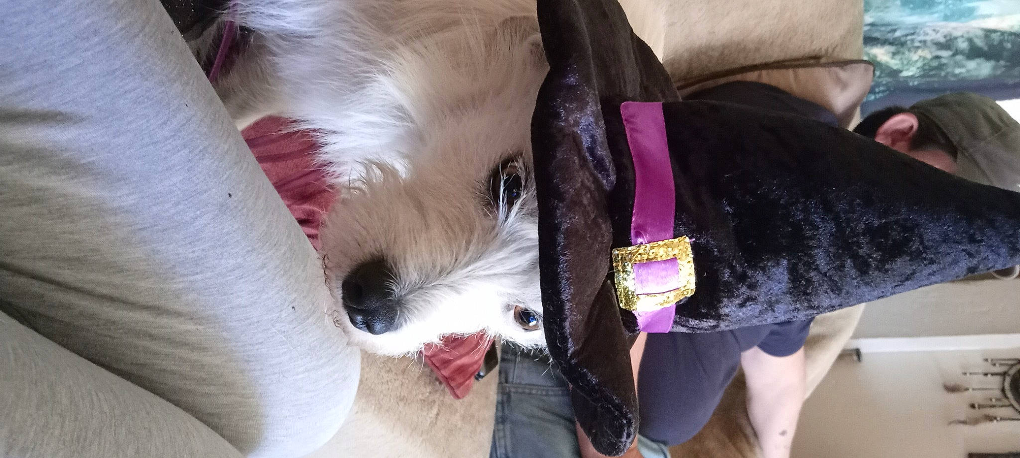 Pebbles joined the competition — help win amazing prizes! canidae, carnivore, collar, companion_dog, dog, dog_breed, dog_collar, dog_supply, fashion_accessory, fawn, fur, leash, pet_supply, snout, sporting_group, strap, tail, toy_dog, whiskers, working_animal