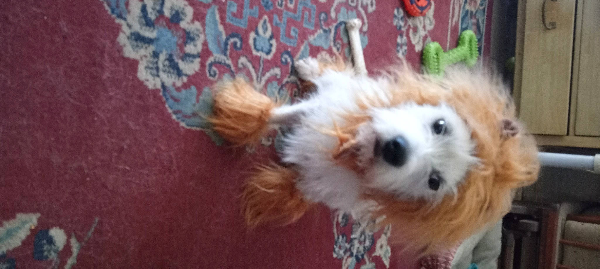 Pebbles is registered to the contest to win money with this photo: canidae, carnivore, companion_dog, dog, dog_breed, dog_supply, fawn, fur, mal_shi, maltepoo, non_sporting_group, puppy, shih_poo, small_terrier, snout, sporting_group, terrier, toy_dog, whiskers, working_animal